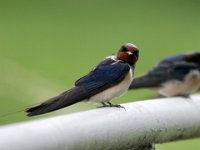 junge Rauchschwalbe 06